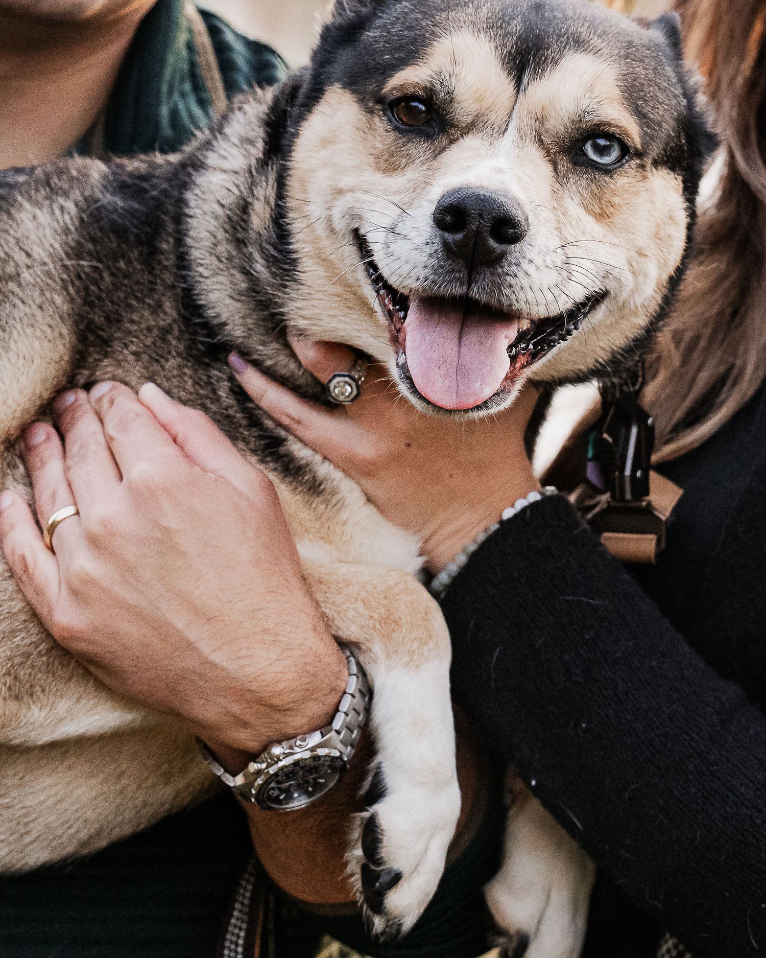 A series of close-up portraits showing a smiling dog with expressive eyes and pink tongue.