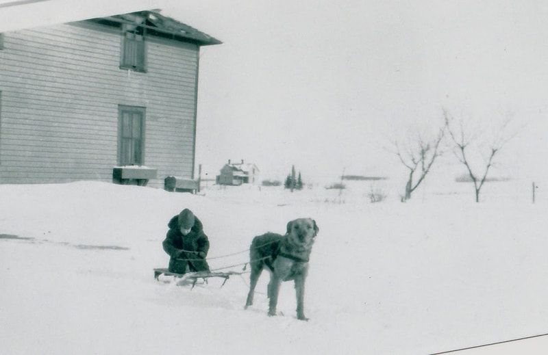 Junior musher with Chinook in lead