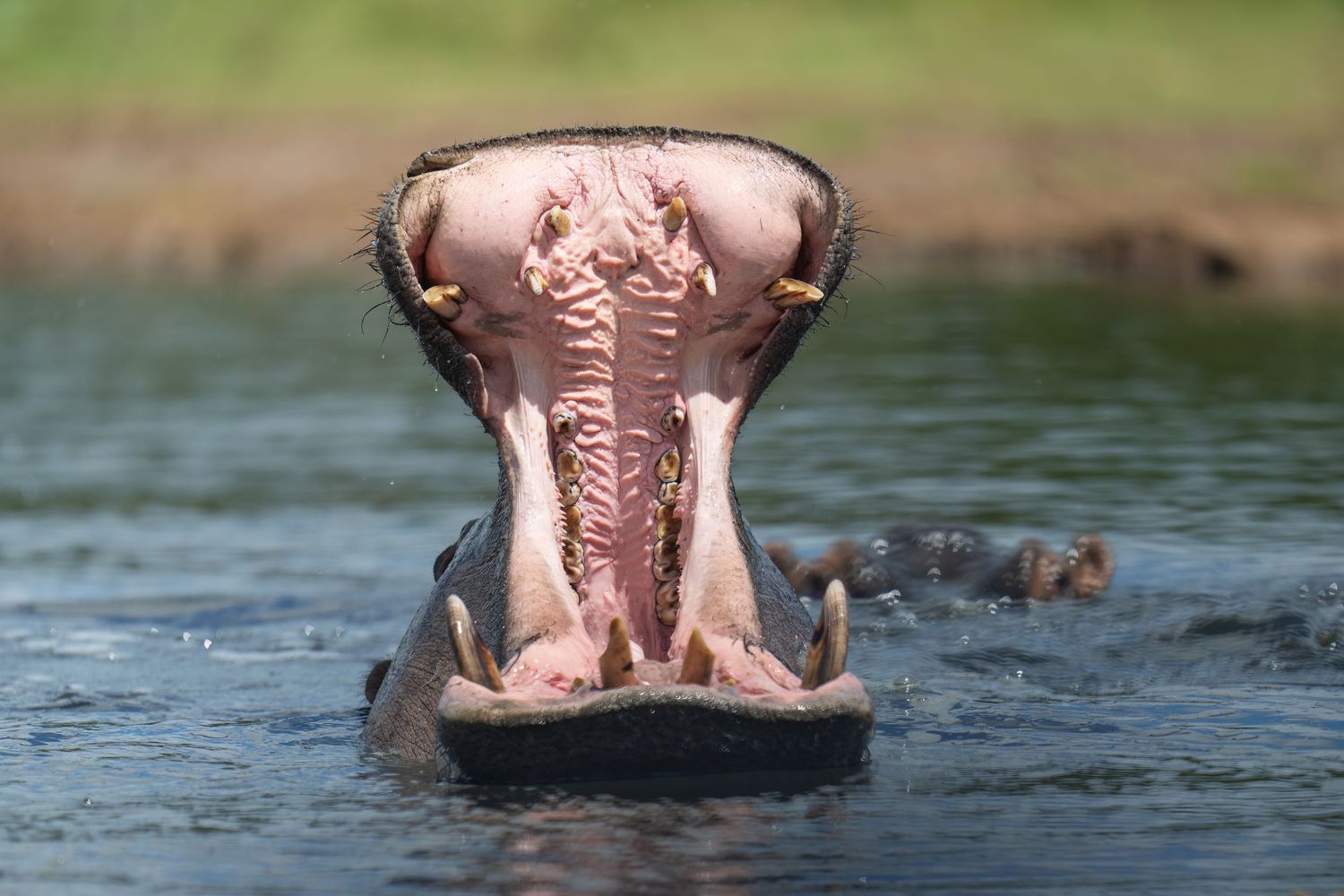 Hippopotamus opens its mouth wide while emerging from water showing pink interior.