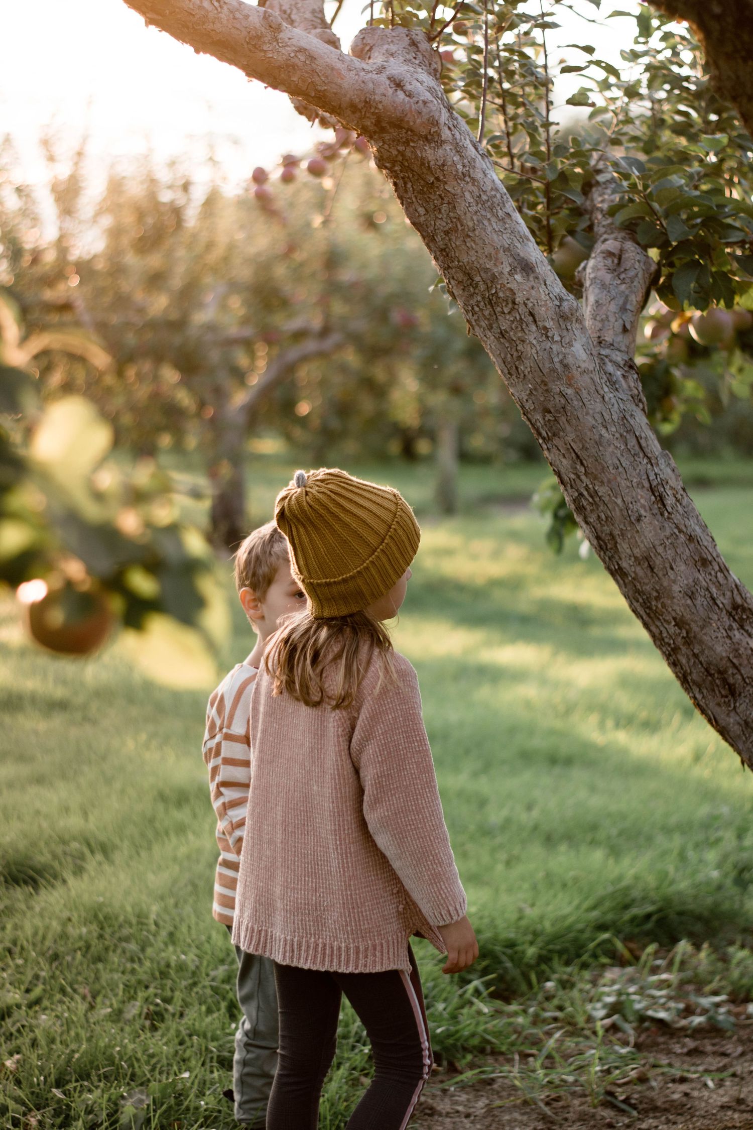 A person in a mustard beanie and pink sweater stands near an apple tree at sunset.