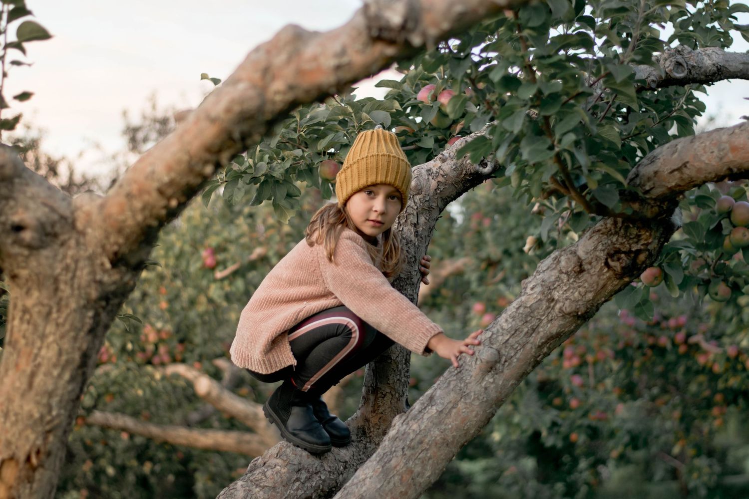 A young person in a mustard beanie and pink sweater climbs an apple tree on an autumn day.