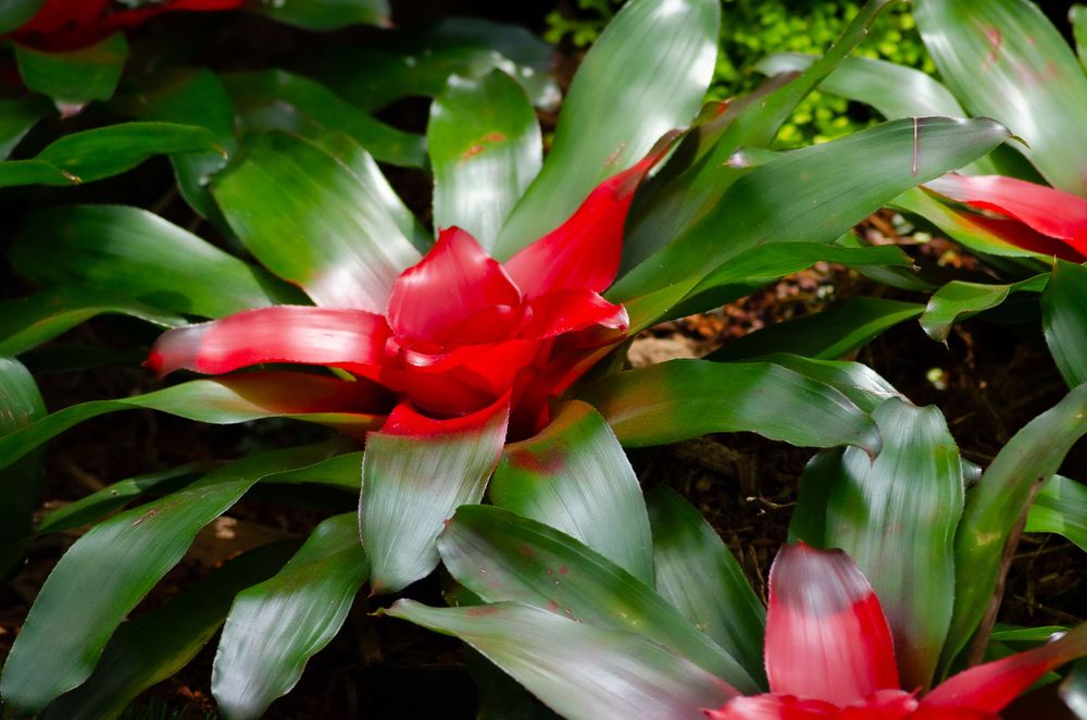 A vibrant red and white bromeliad flower blooming among green foliage.