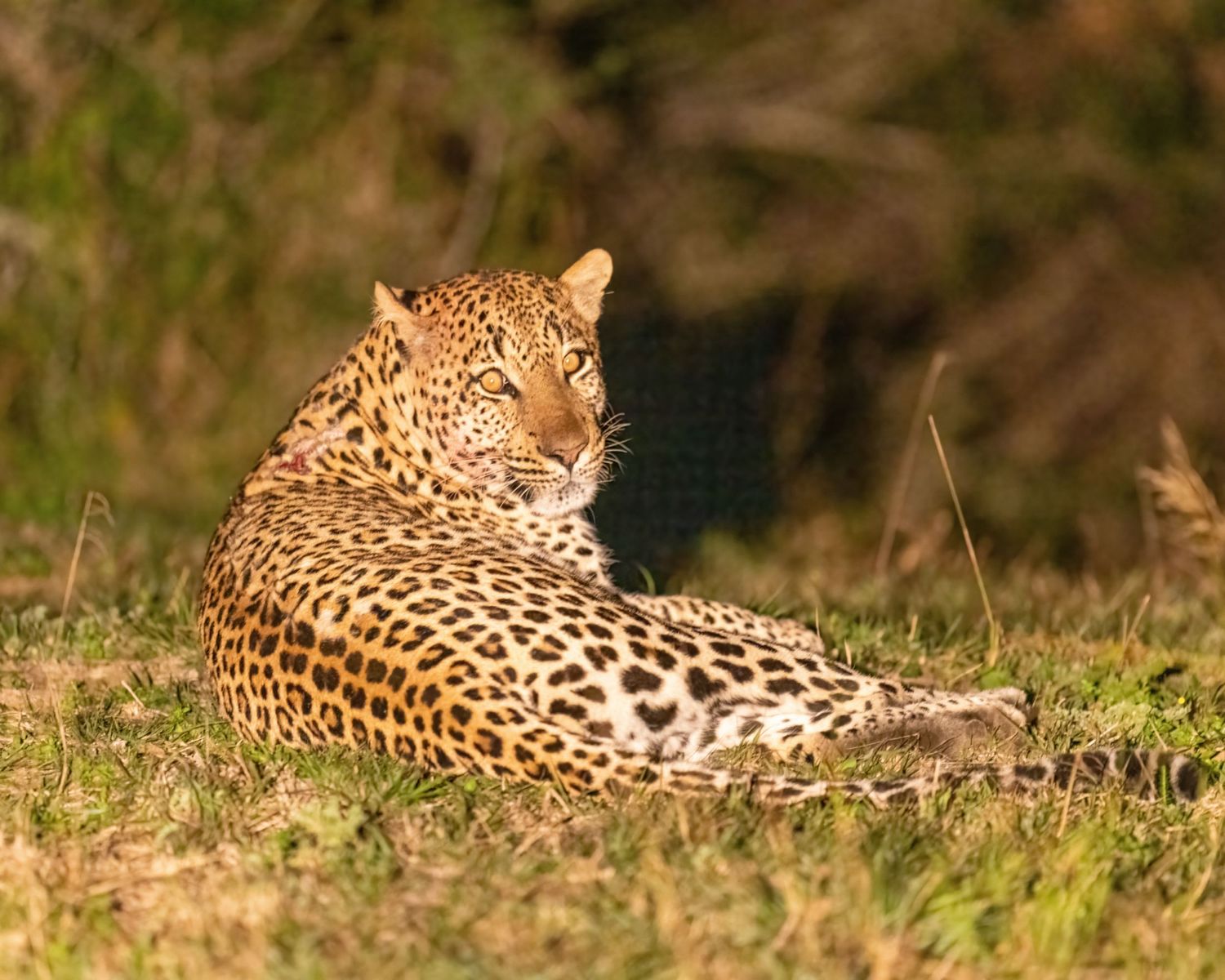 A leopard resting in the grass during golden hour.