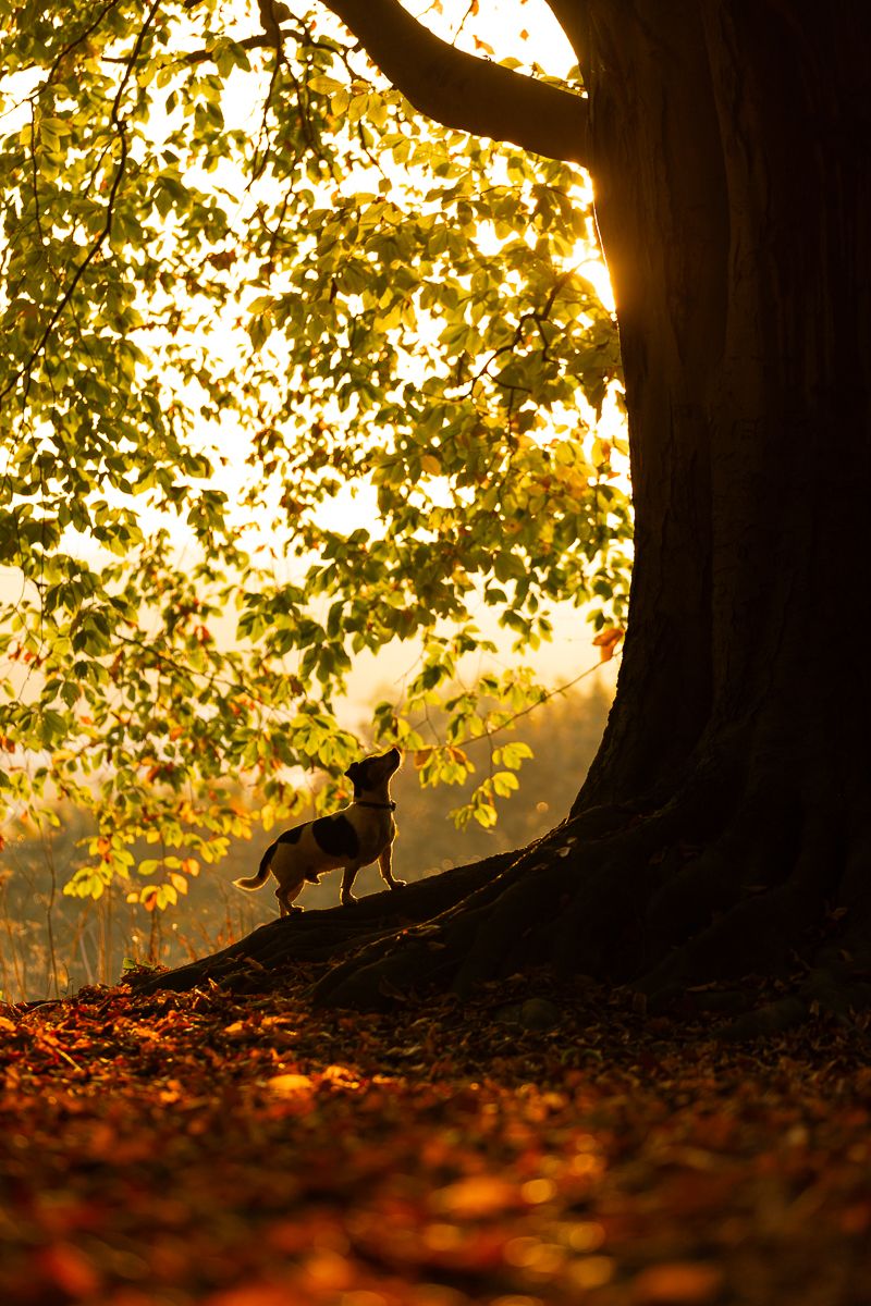 Dramatic silhouette of a dog standing by a large tree trunk in golden autumn light.