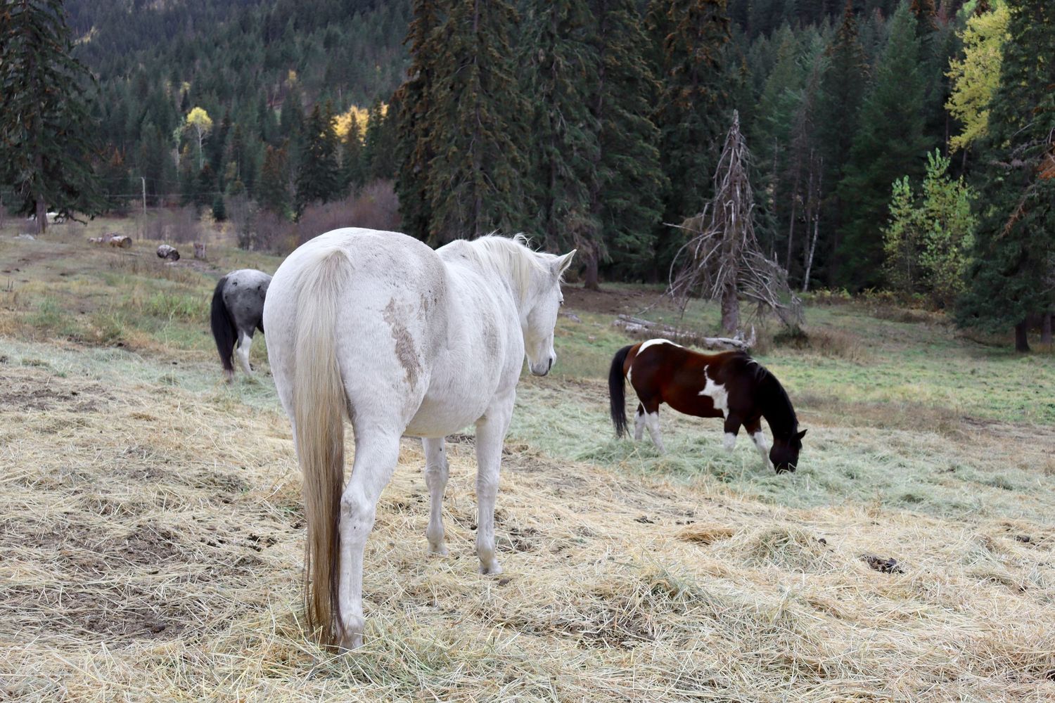 White Horse in Field Photo Art