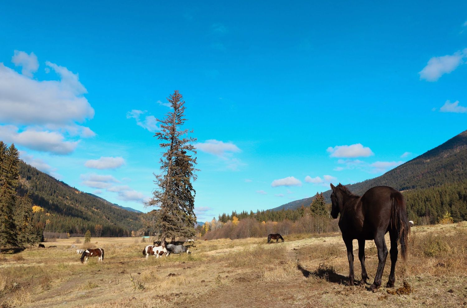 Horse and Mountain Valley Wall Art