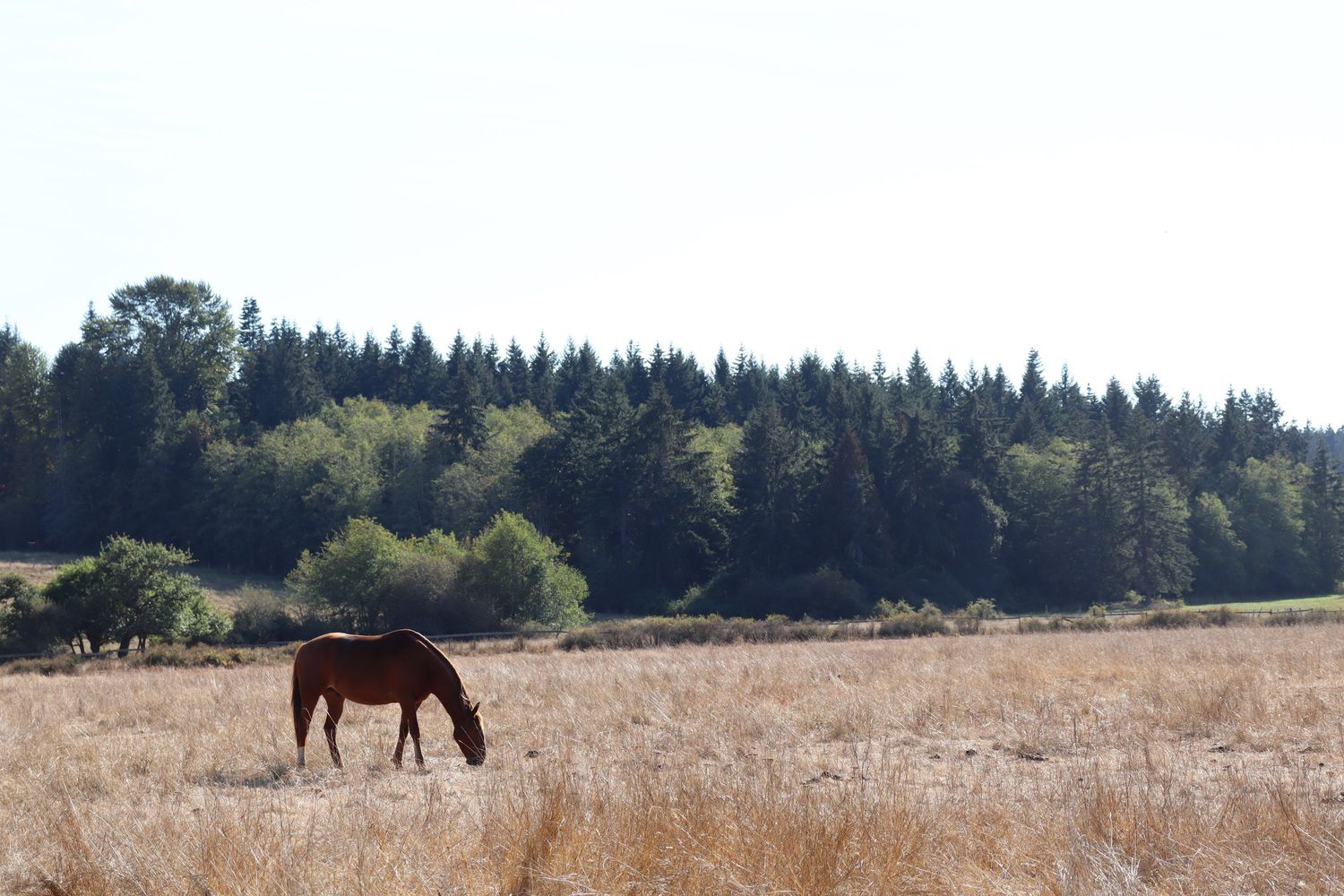 Brown Horse in Field Photo Art