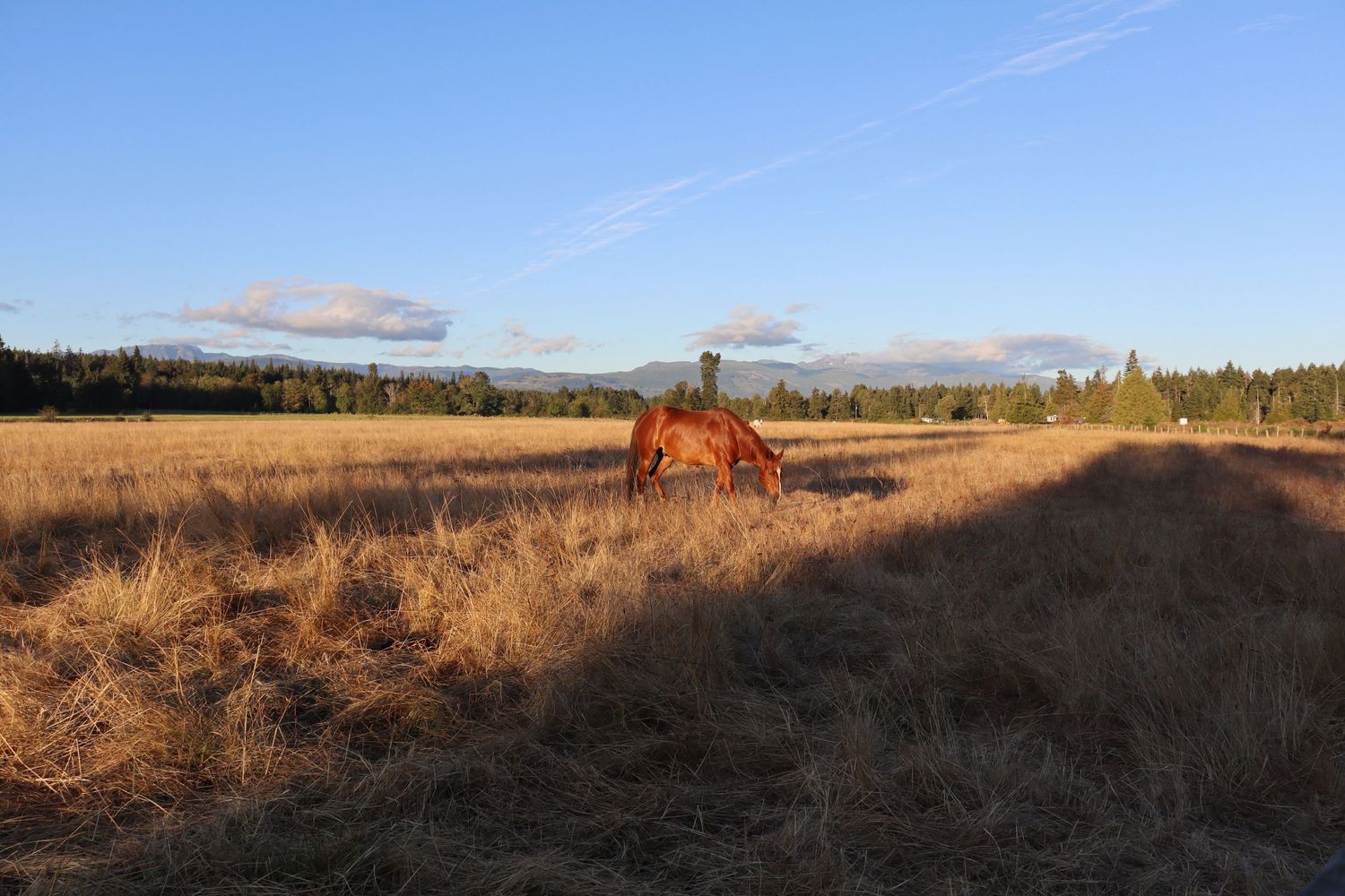 Horse and Golden Field Horse Photo