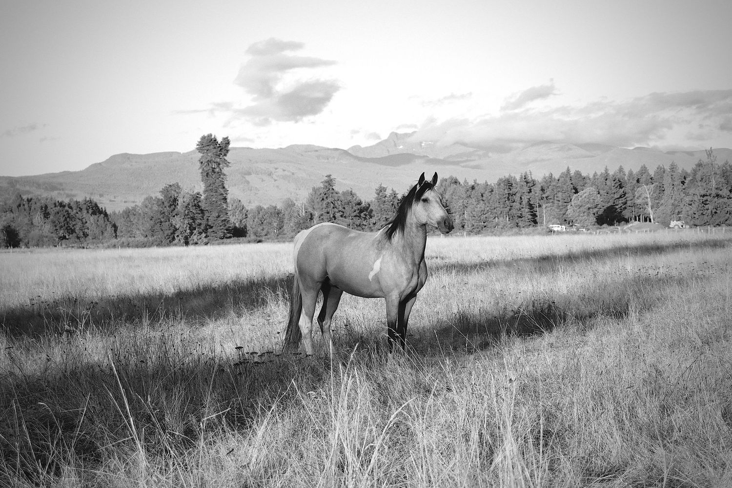 Horse Photo in Field Wall Art