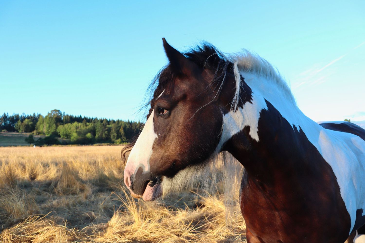 Horse and Field Photo Wall Art
