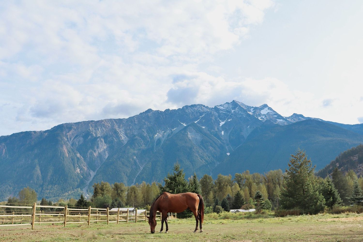 Horse and Mountain Photo Wall Art Colour