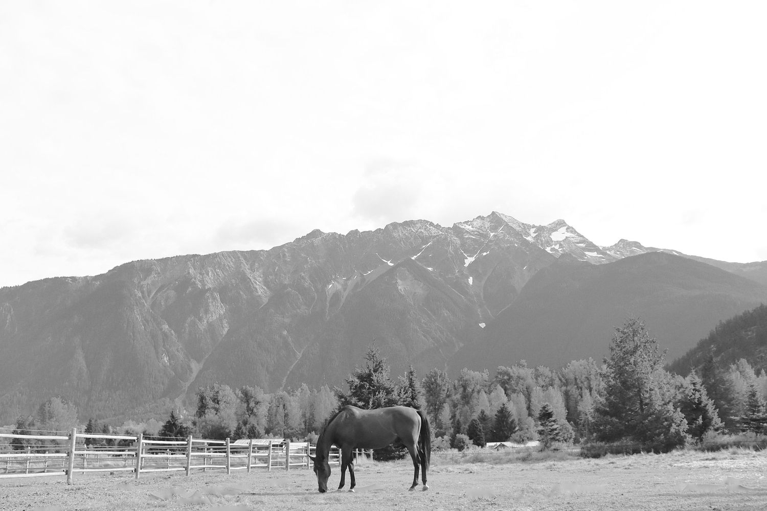 Horse and Mountain Photo Wall Art Black and White