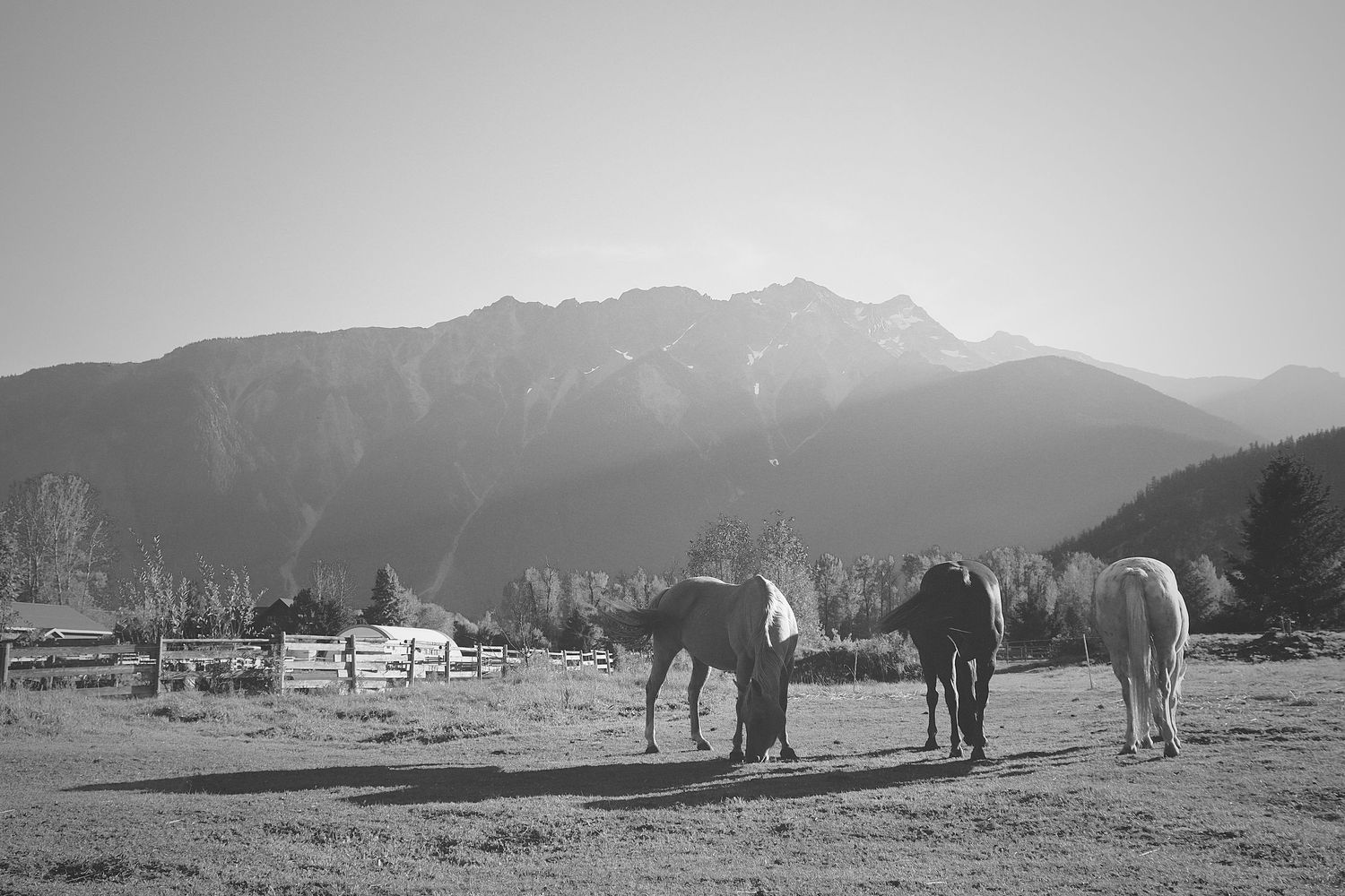 Horses and Mountain Photo Wall Art