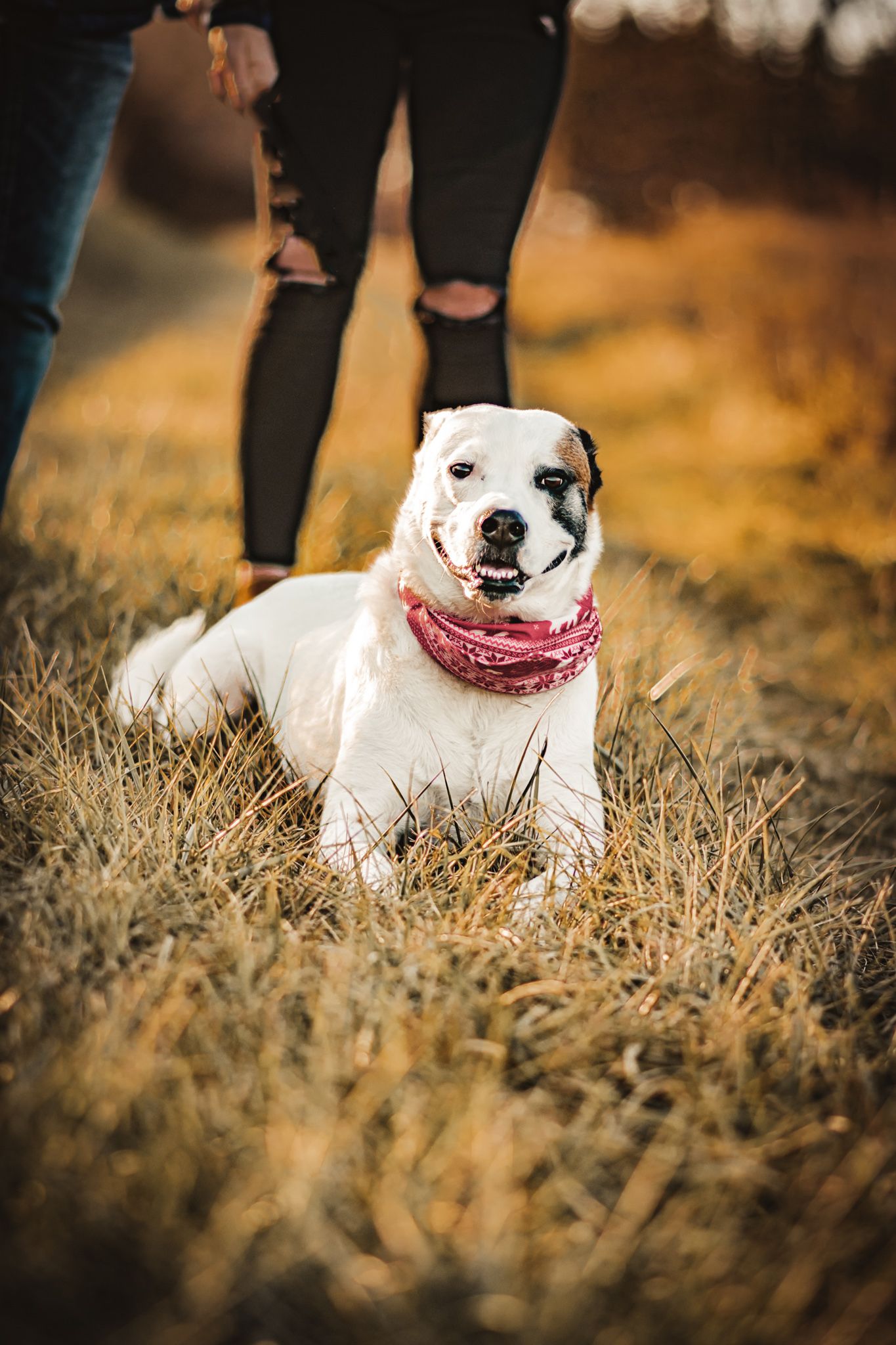 Happy white dog wearing red bandana lying in tall grass during sunset.
