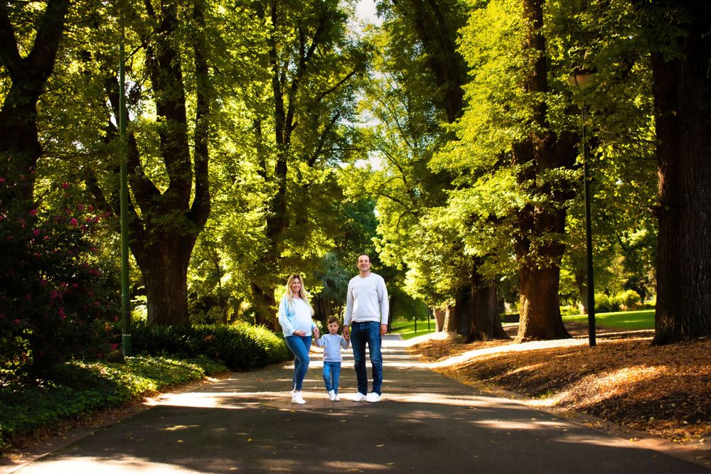 Tree-lined pathway in a park with dappled sunlight filtering through the leaves.