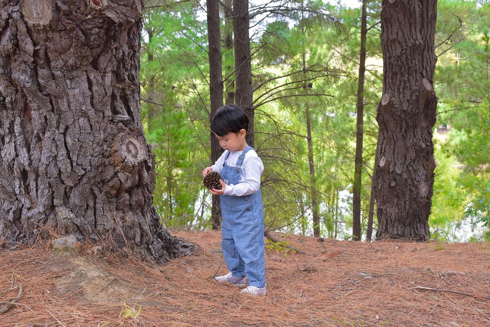 Small child in overalls and cap standing beside large tree trunk in forest.