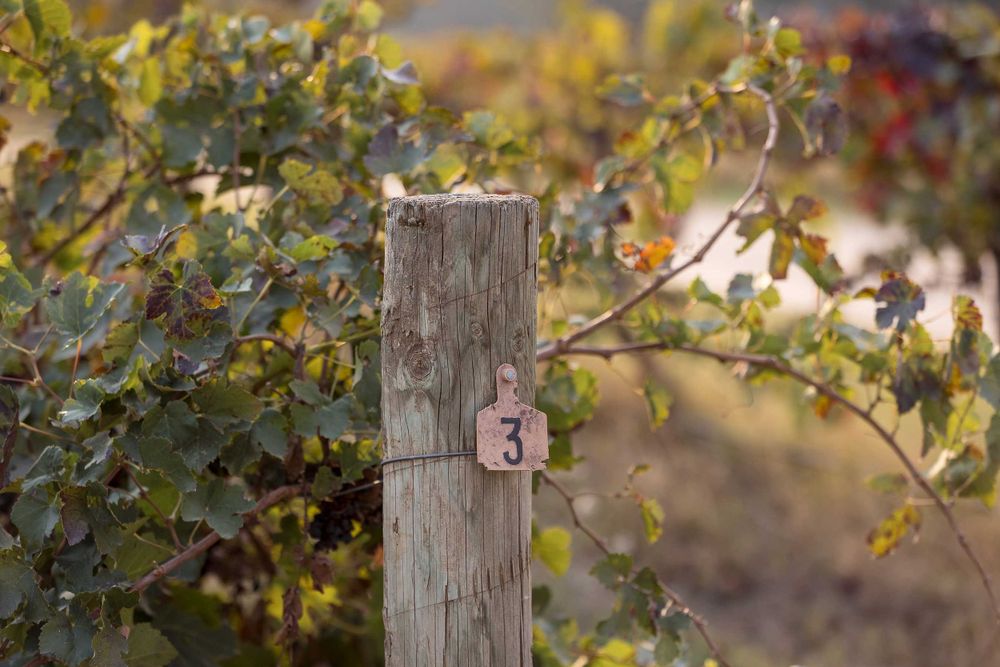St Leonards Winery, Rutherglen Wedding Photographer, Albury Wedding Photographer, St.Leonards, Engagement Photography
