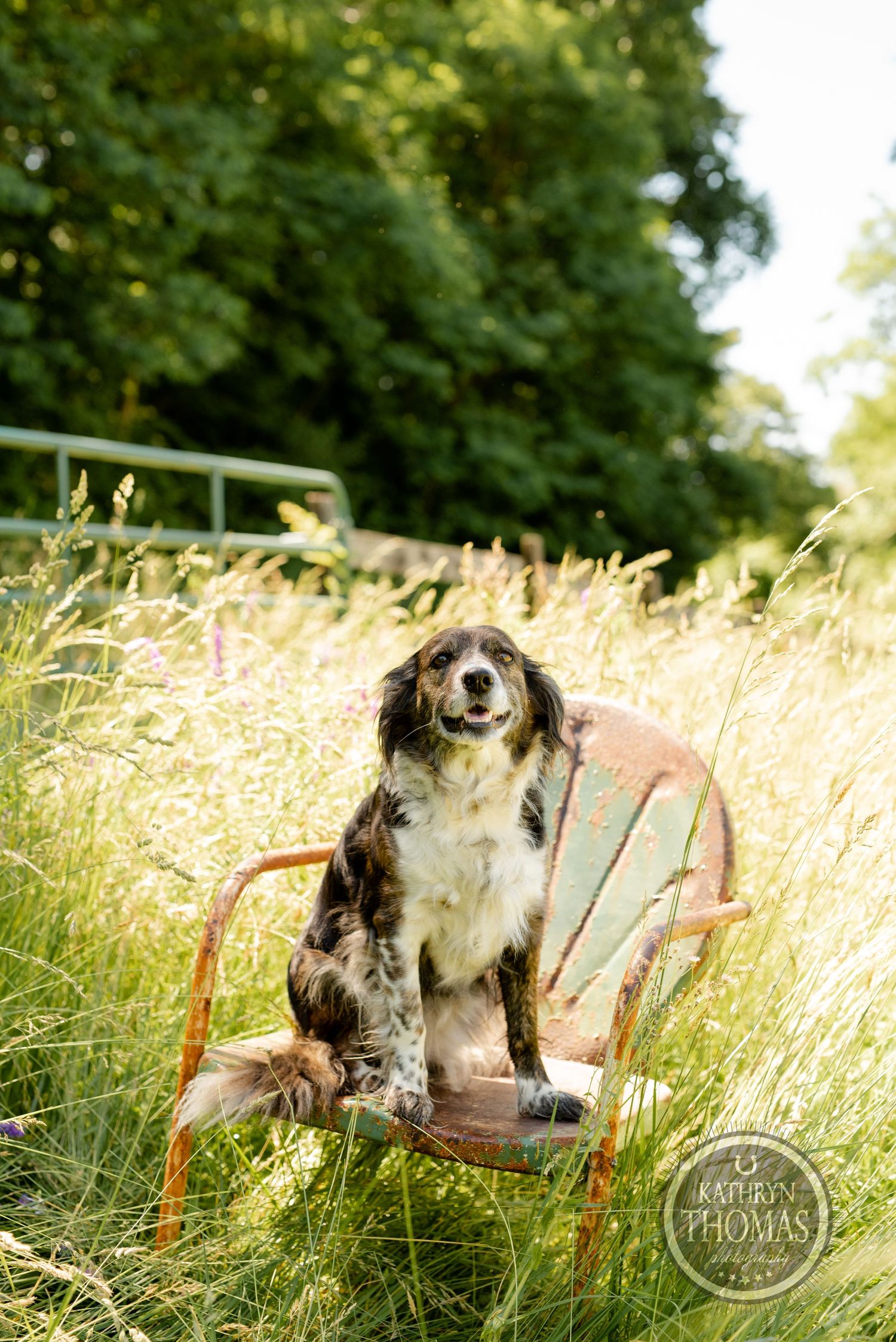 A happy dog sits on an old metal chair surrounded by tall summer grass.