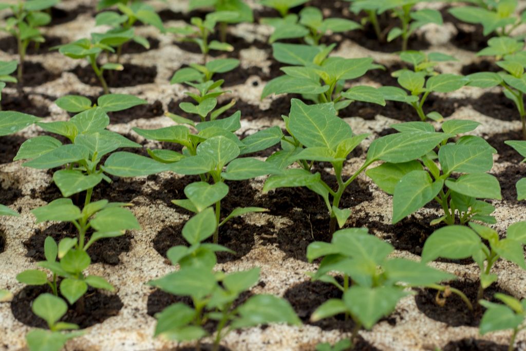 Sárréti Chilifarm Plants - Photo by © Reka Csulak