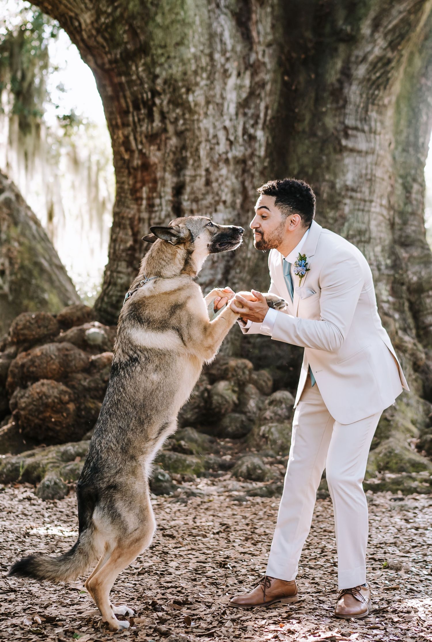German Shepherd dog jumping up to greet person in light suit under massive oak tree.