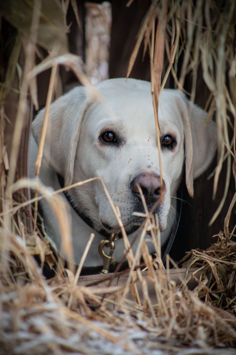 Portraits sunset, moody, hunting, outfitter photography