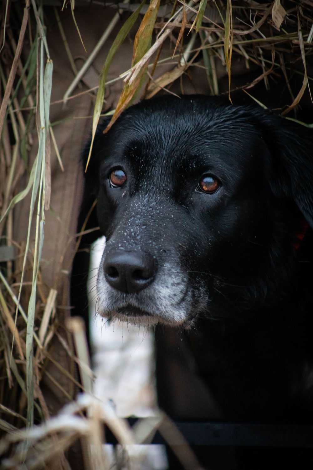 Portraits sunset, moody, hunting, outfitter photography
