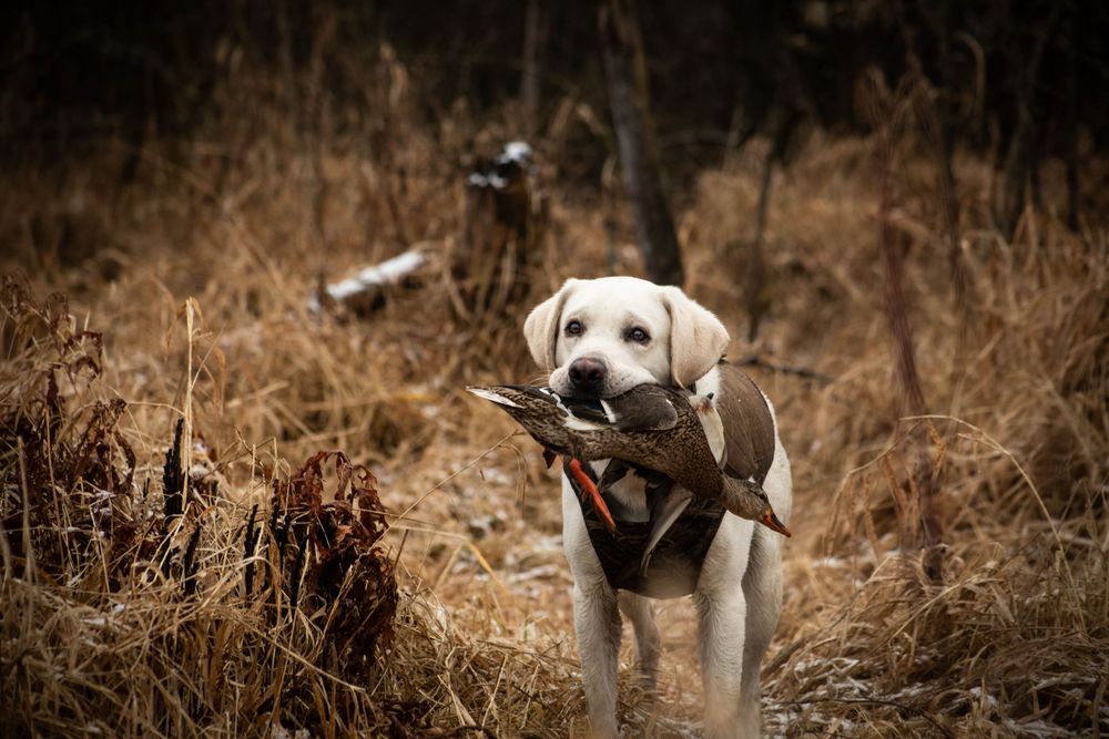 Portraits sunset, moody, hunting, outfitter photography