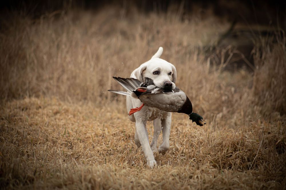 Portraits sunset, moody, hunting, outfitter photography