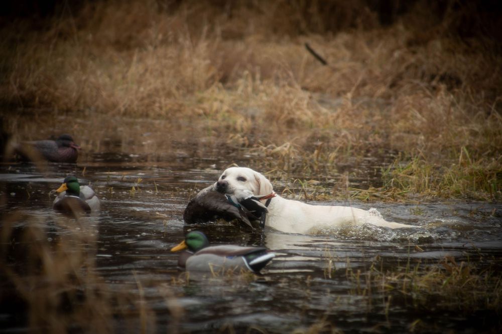 Portraits sunset, moody, hunting, outfitter photography