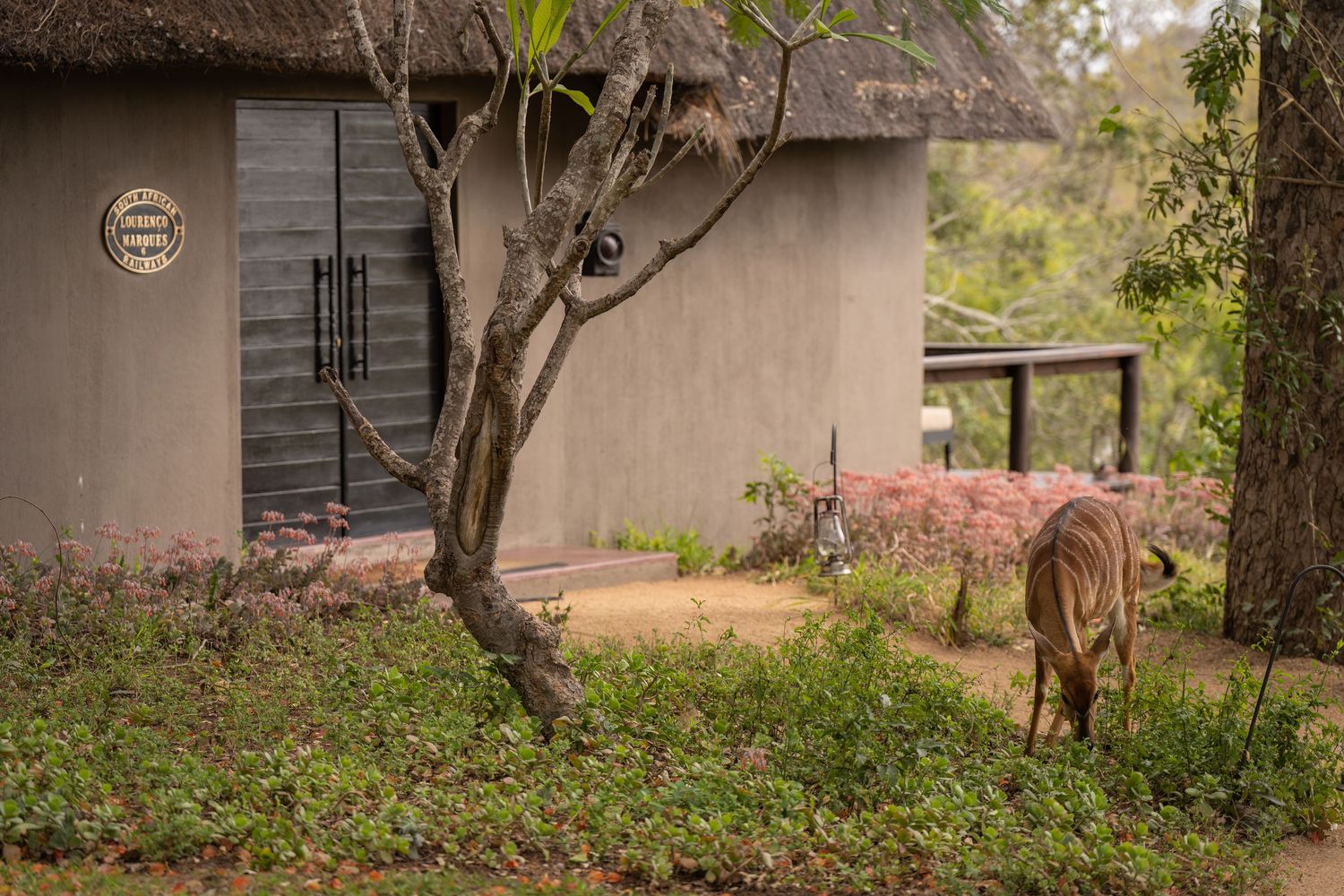 Rustic thatched-roof cottage with a nyala antelope grazing in the garden.