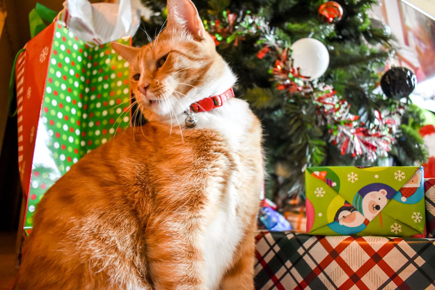 Orange tabby cat sits near a Christmas tree with wrapped presents and festive decorations.