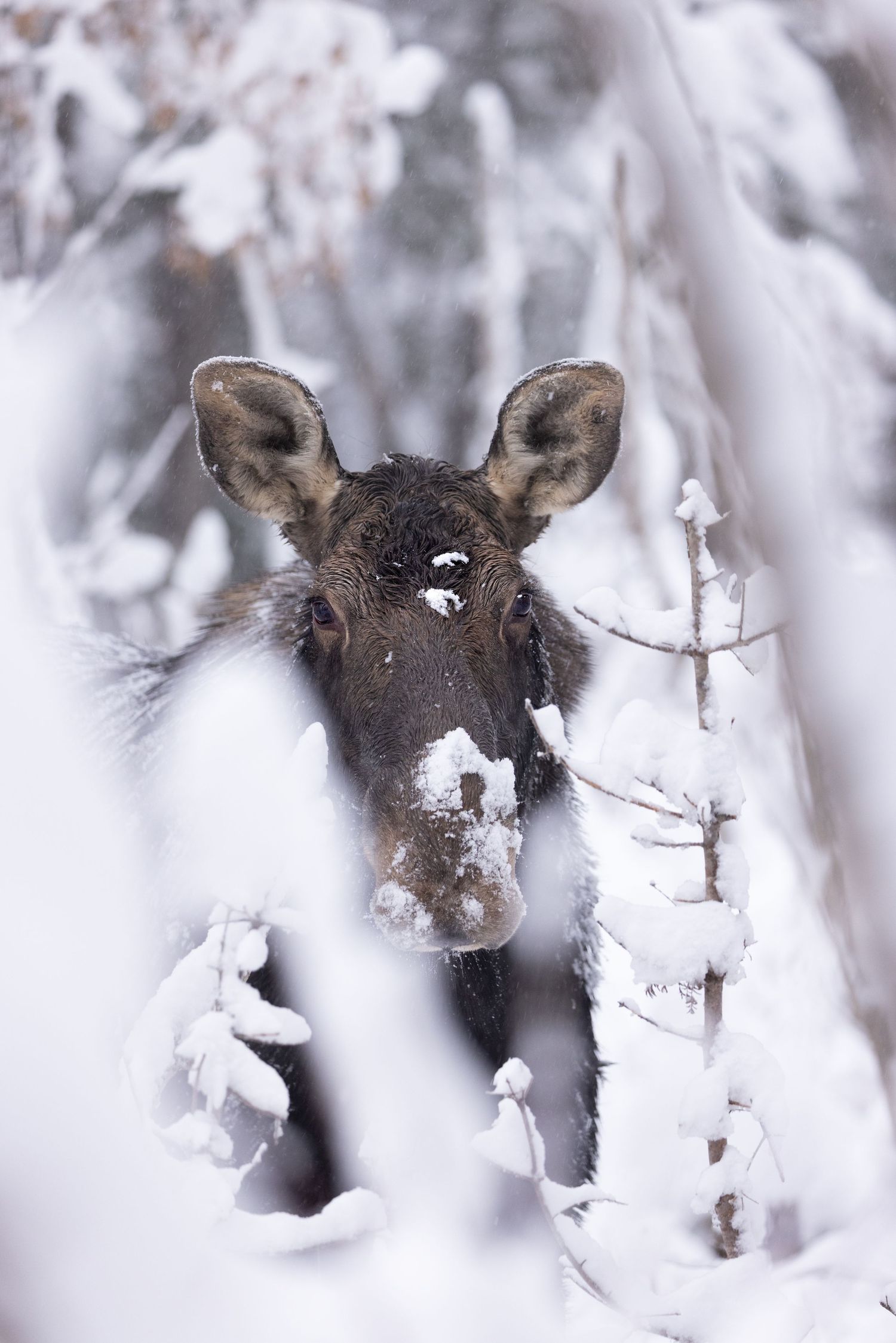 Femelle orignal dans la neige