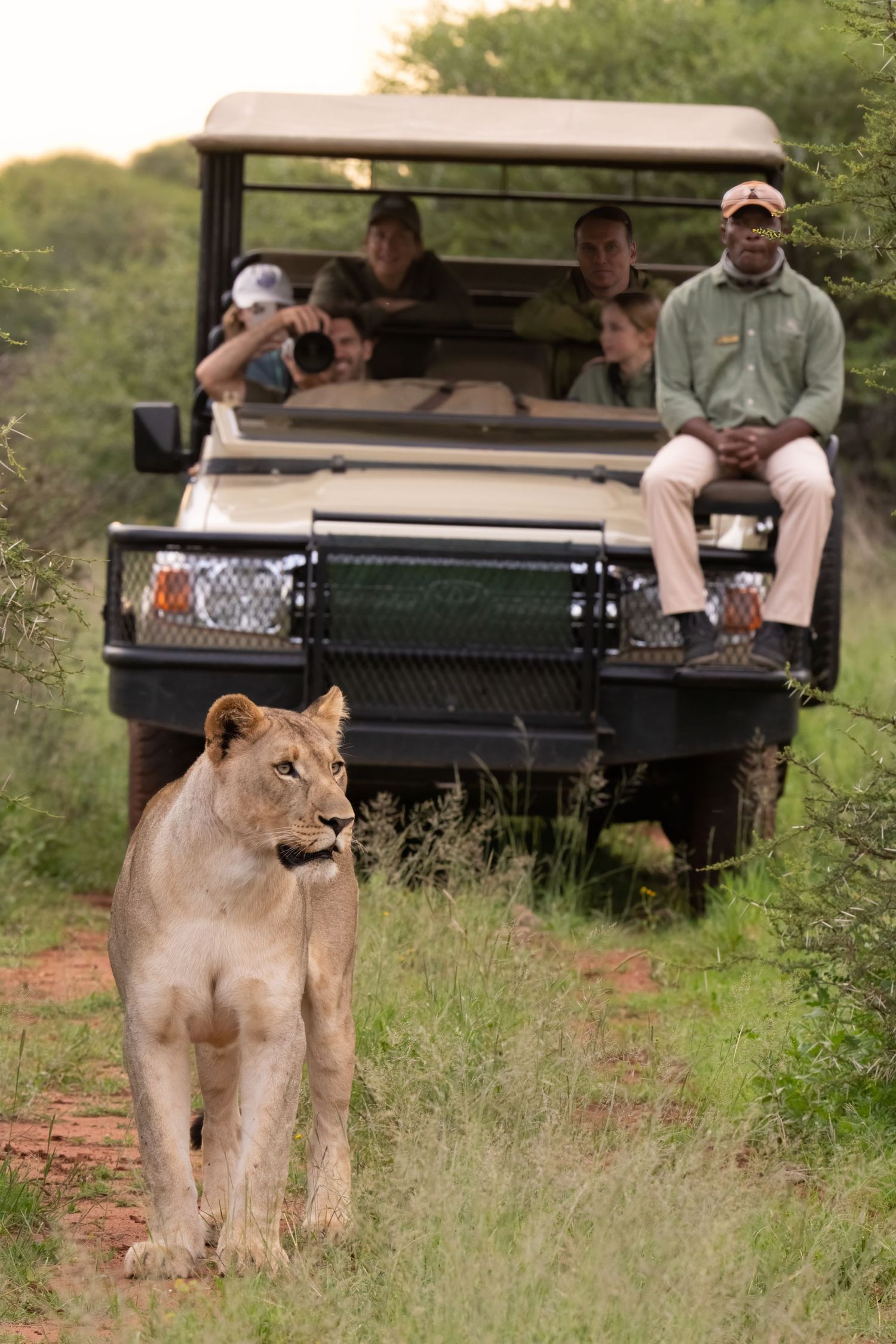 Lioness stands near safari vehicle on dirt road during game drive.