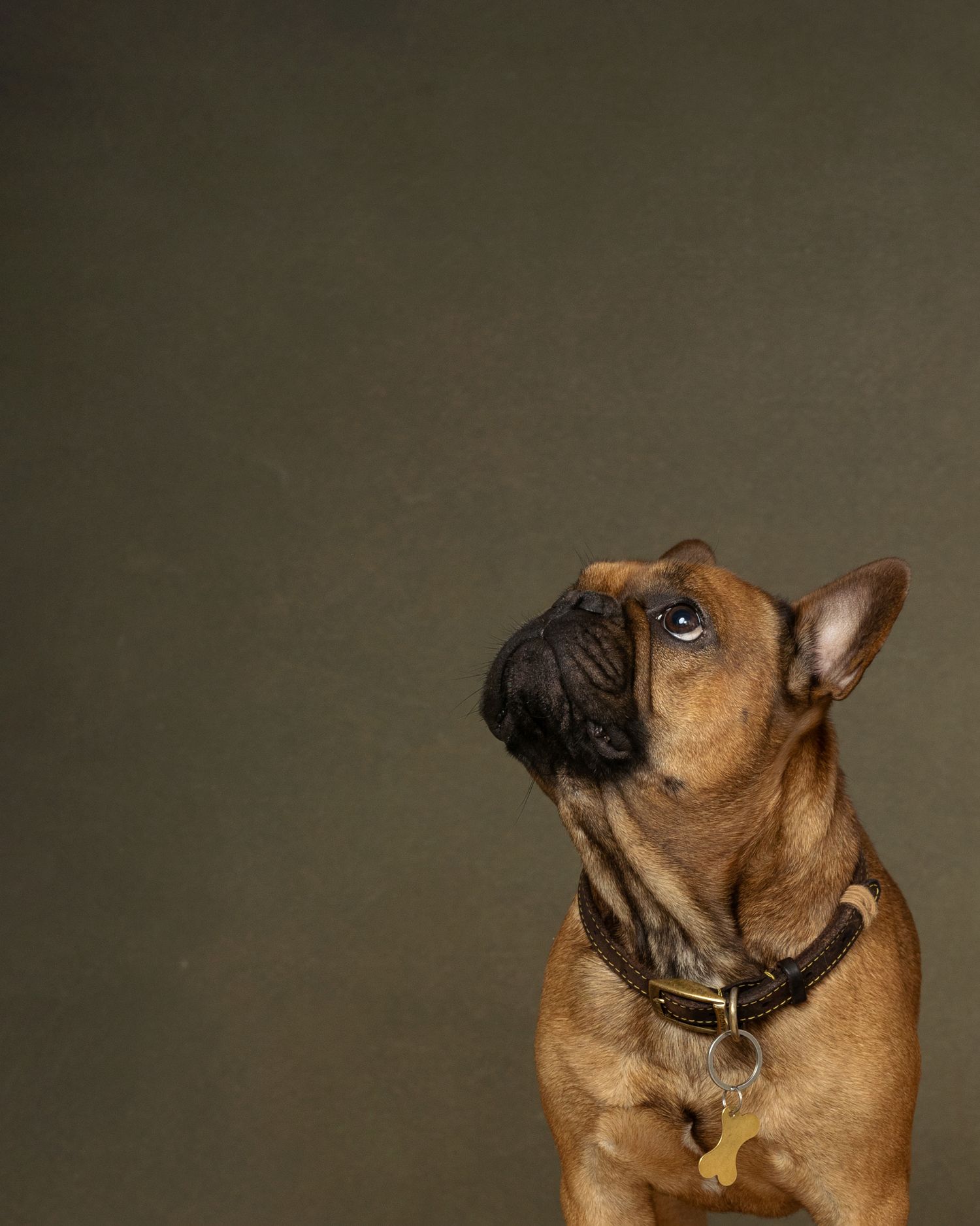 Frenchie, Studio Pets Photographer, Dog's photographer, Northampton. www.elenabrownportraits.co.uk, frenchie
