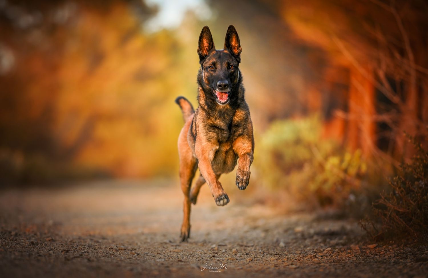 Shooting photo près d'Aix en Provence, photographiez votre chien en forêt