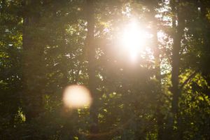 Sunlight streams through dense forest trees creating dramatic lens flare and bokeh effects.