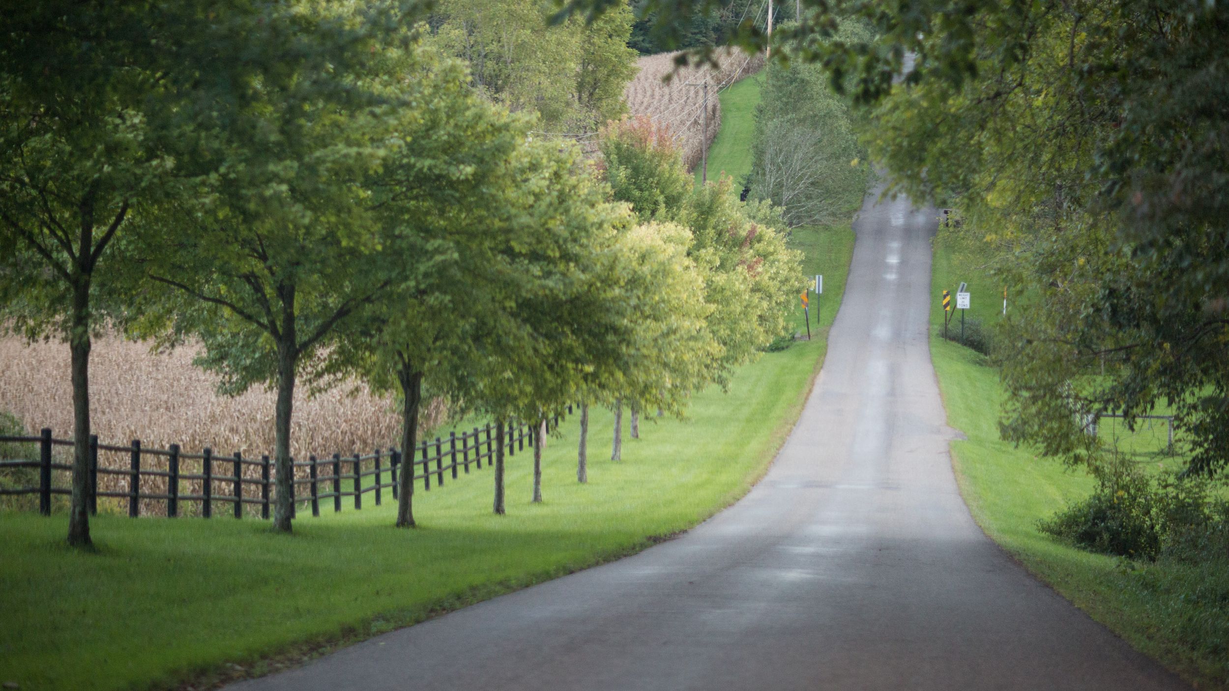 Tree-lined country road with wooden fence stretches into the distance on a misty morning.