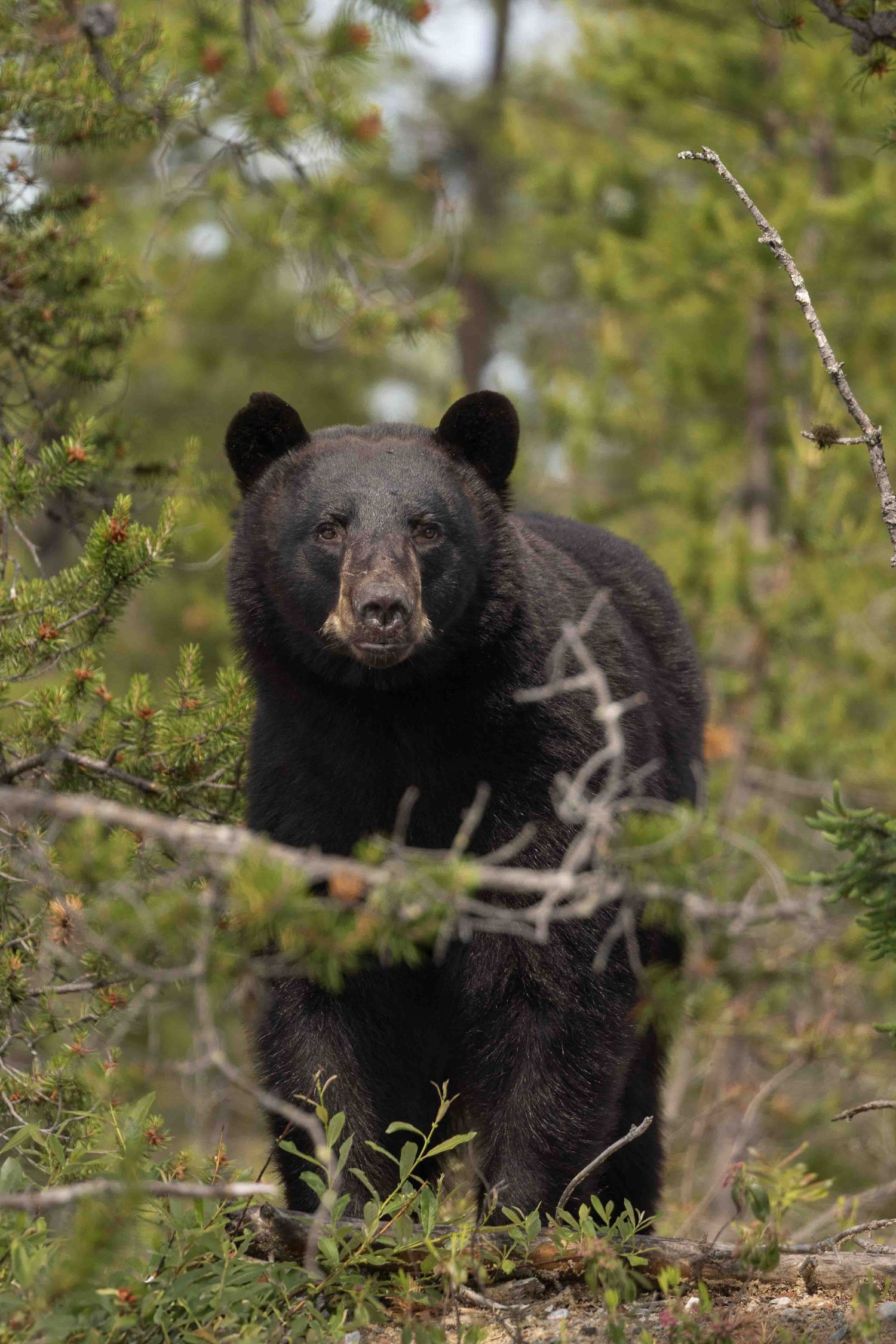 A black bear stands among green foliage in a forest, looking directly at the camera with alert expression.