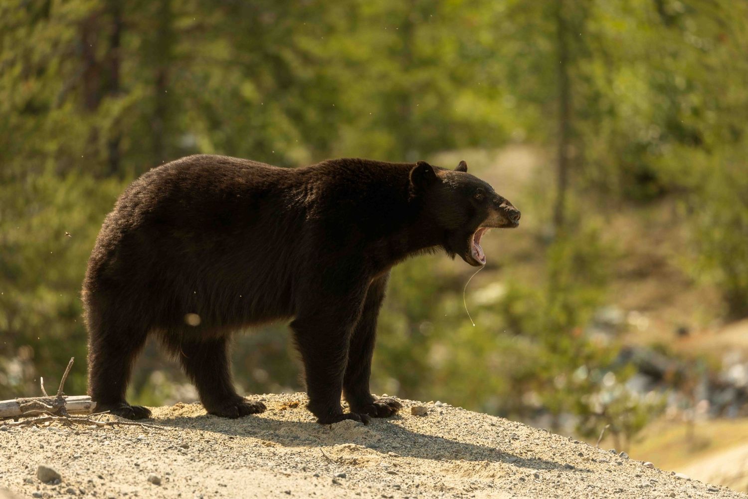 A black bear walks along a forest trail while with its mouth open.