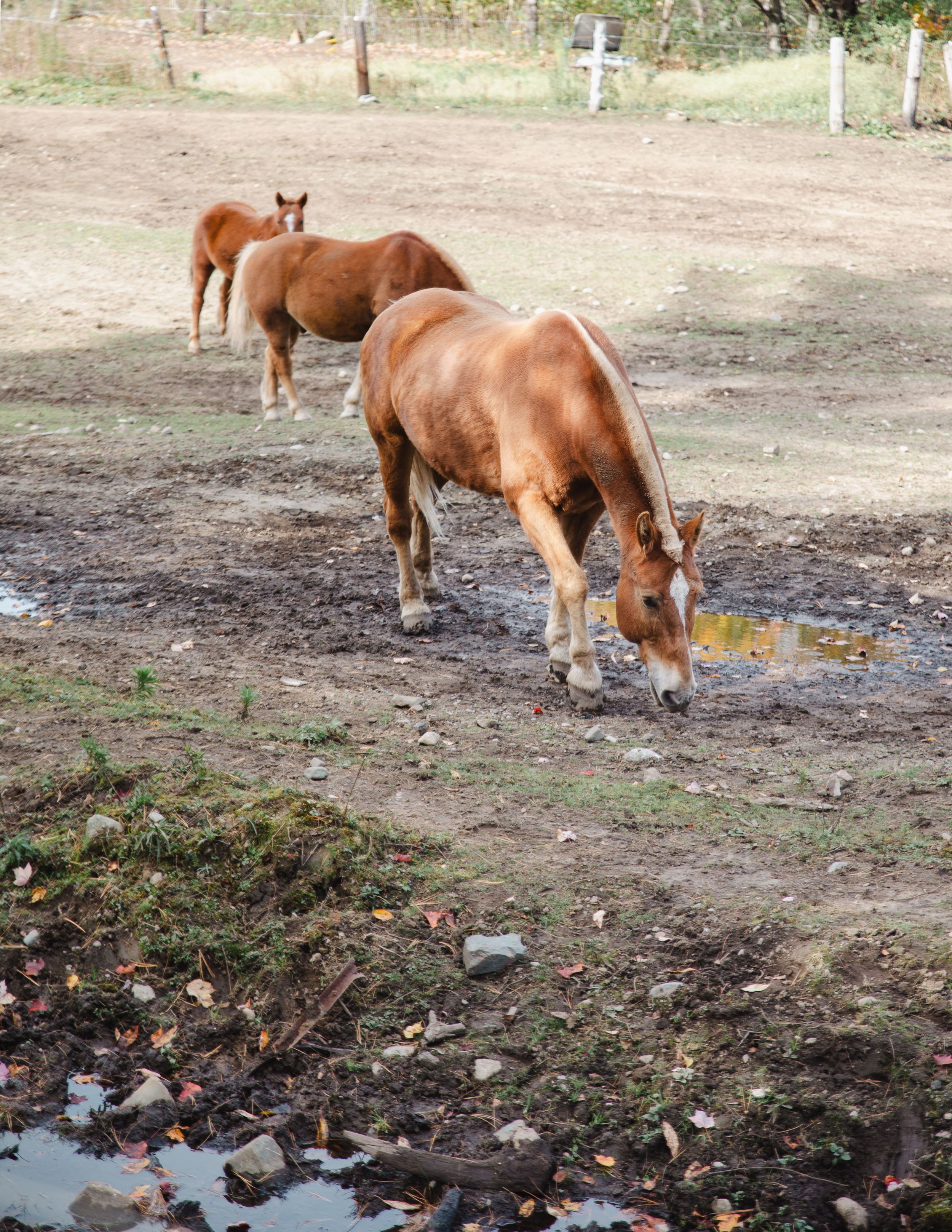 Horses in Newhampsire