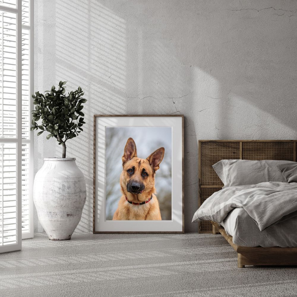 Portrait of a golden german shepherd