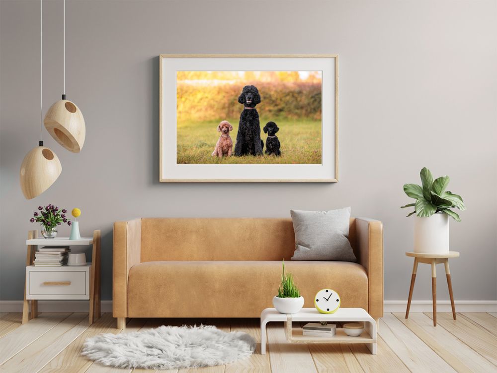 two miniture and a standard poodle in the golden light