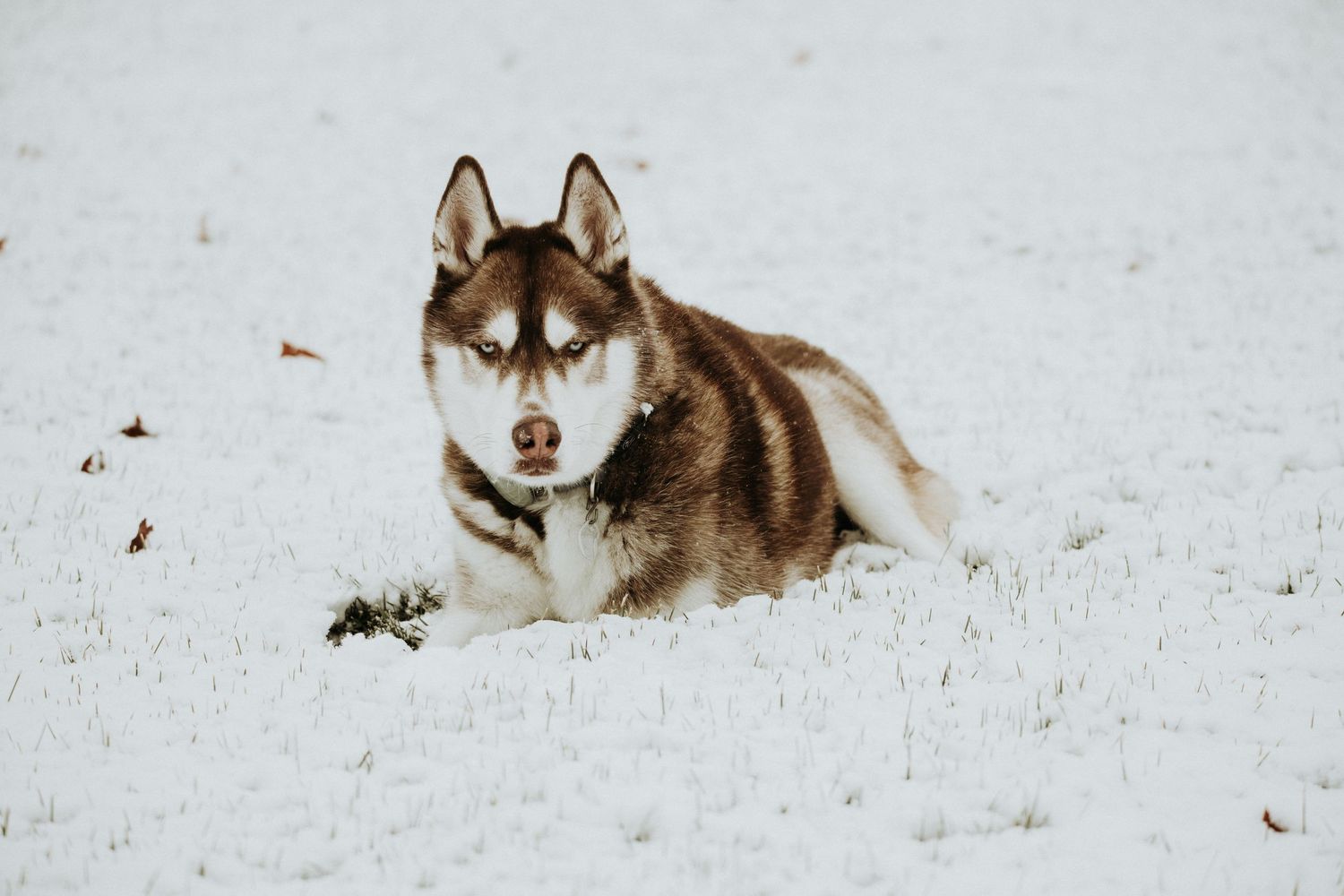 husky dog in the snow