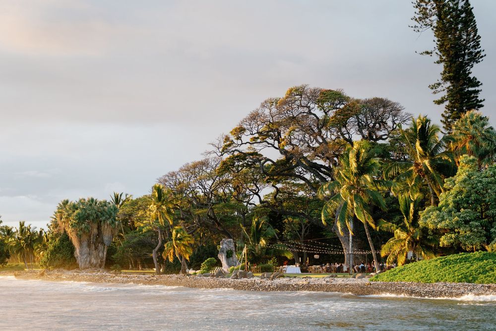 Tropical beach shoreline with lush palm trees and large banyan trees at golden hour in a serene island setting.