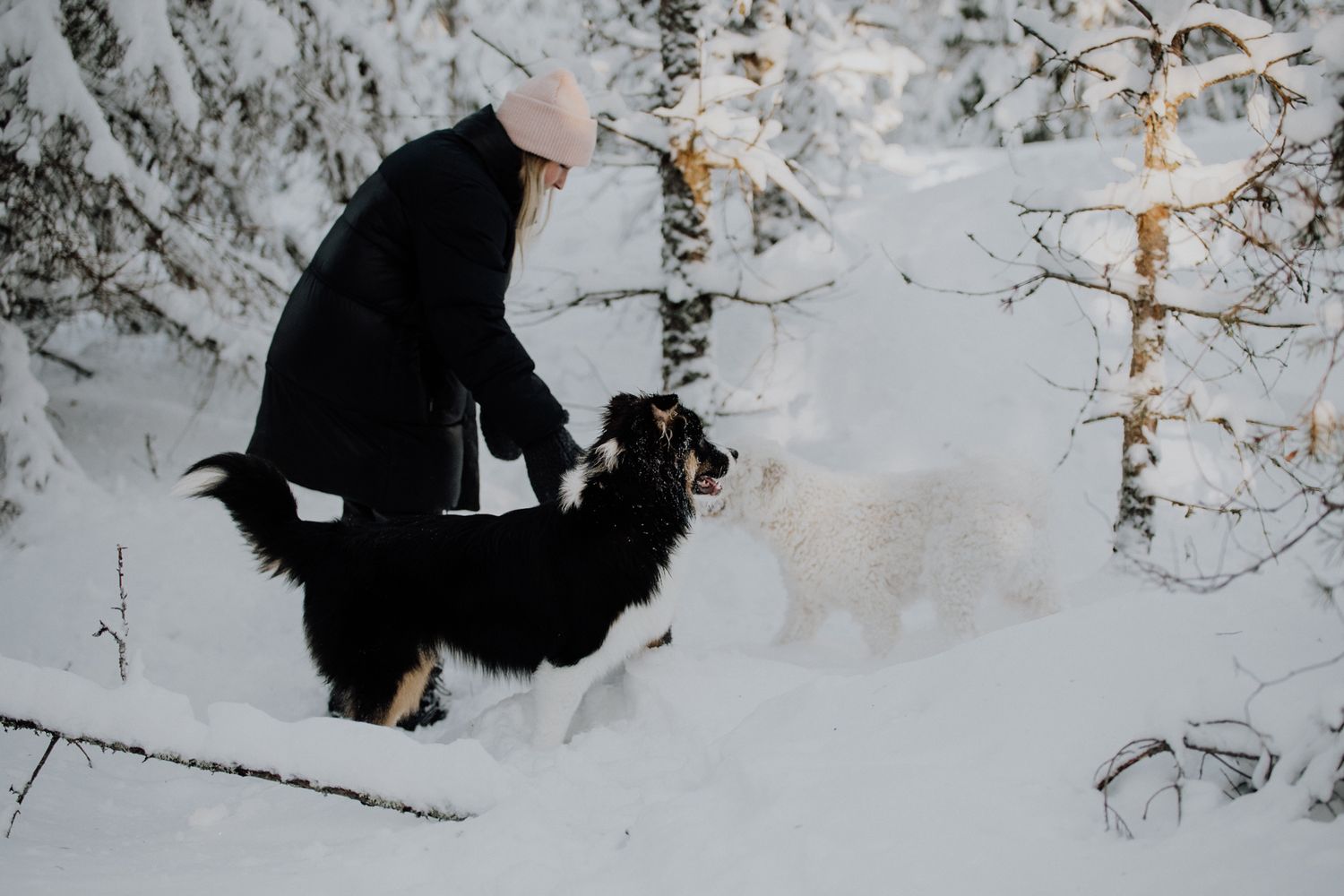 Someone in a dark coat plays with two dogs in a snowy winter forest setting.