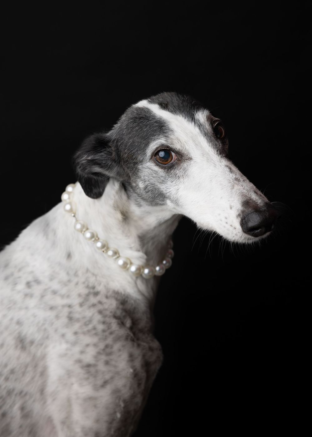 Elegant greyhound dog wearing a pearl necklace posed against a black background in a studio portrait.