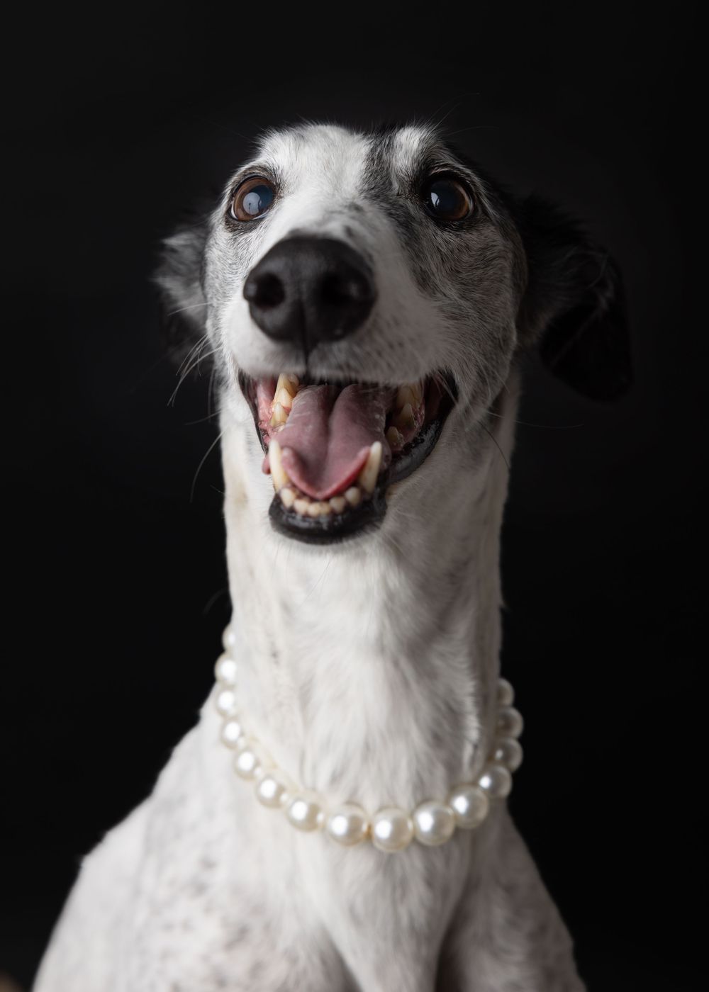 A happy white and gray dog wearing a pearl necklace smiles against a black background.