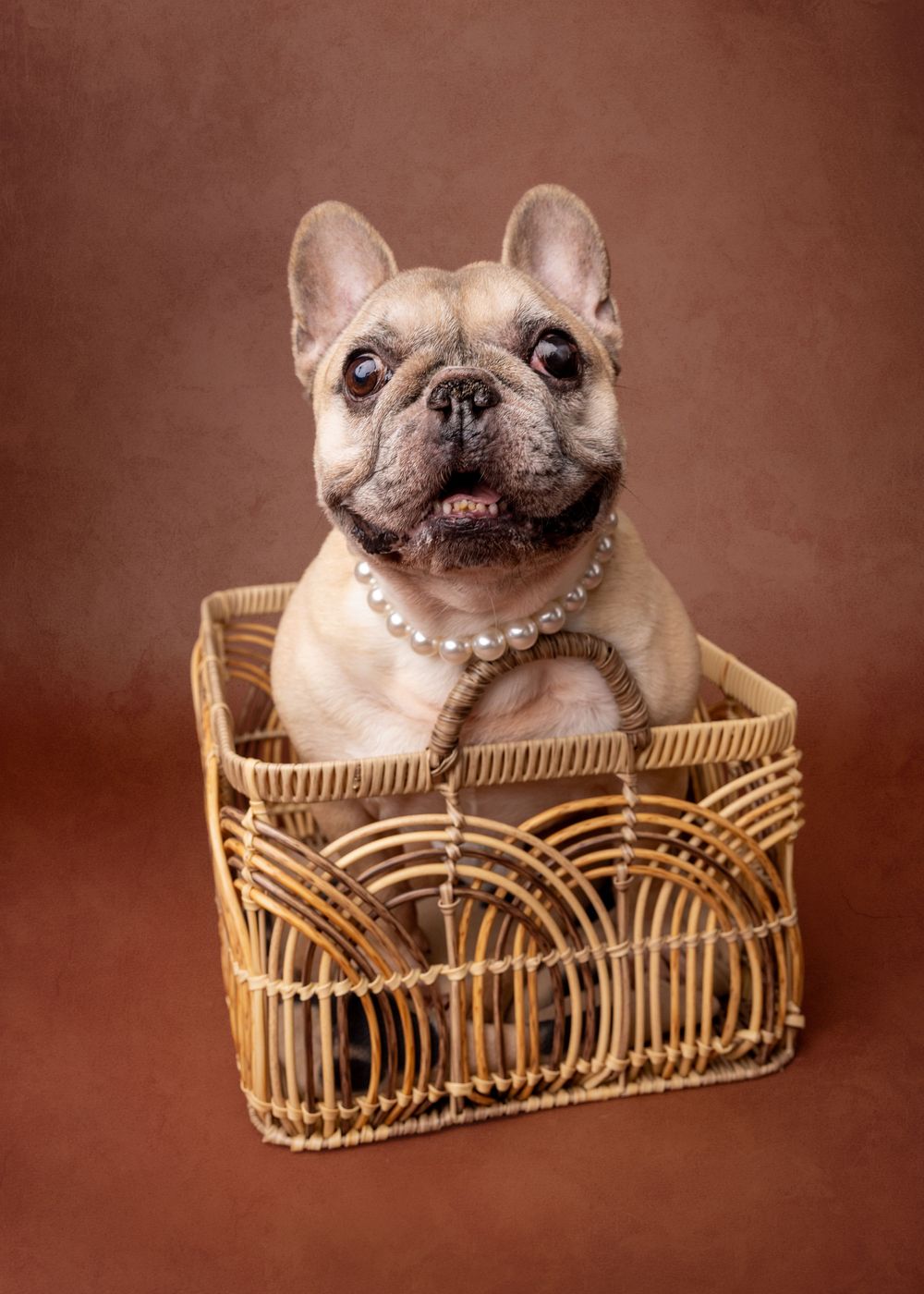 A French Bulldog wearing a pearl necklace sits inside a wicker basket against a brown background.