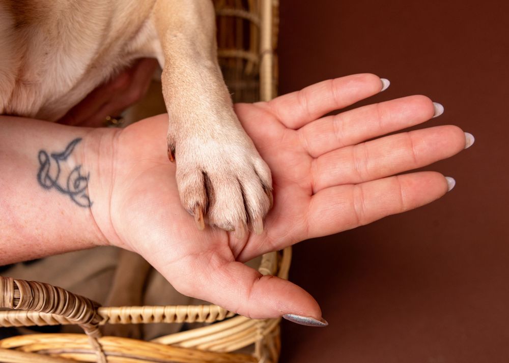 A dog's paw resting in a tattooed woman's open hand, showing a gentle bond between pet and owner.