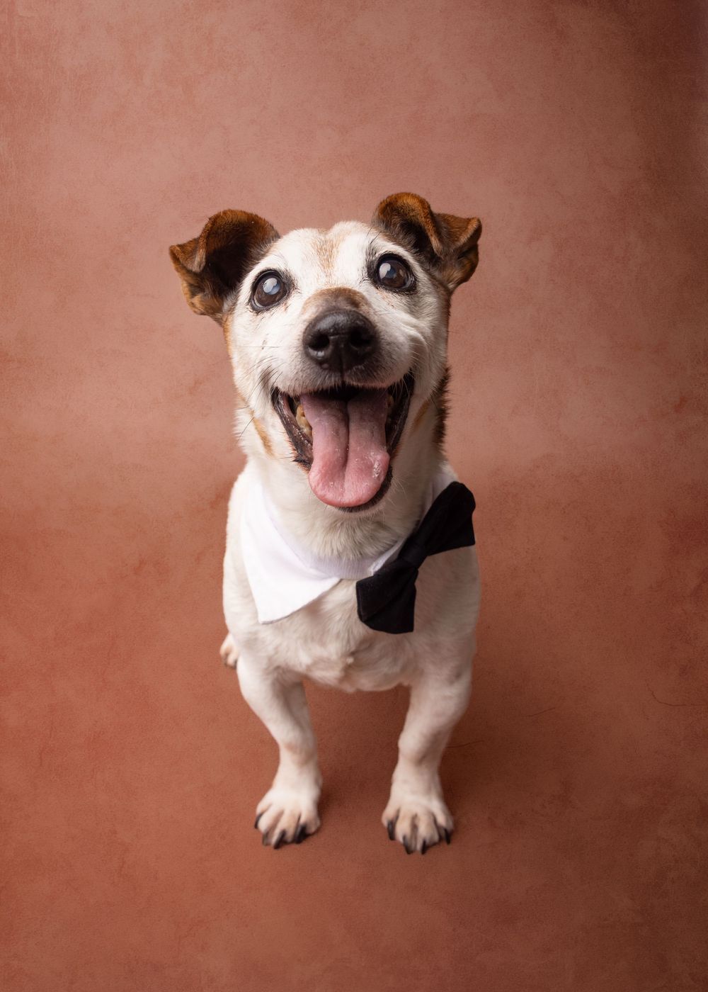 Happy Jack Russell Terrier wearing a black bow tie and white bandana sits against a brown studio background.